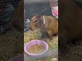 Capybara eating a treat. How to please a Capybara? #capybara #capybarasong