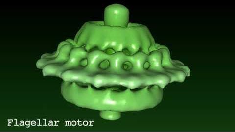 Flagellar motor