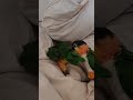 Caiques Surfing vs Digging ?