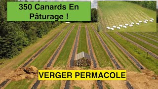 Canards en Pâturage & Verger Permacole | Les Vergers d'Or