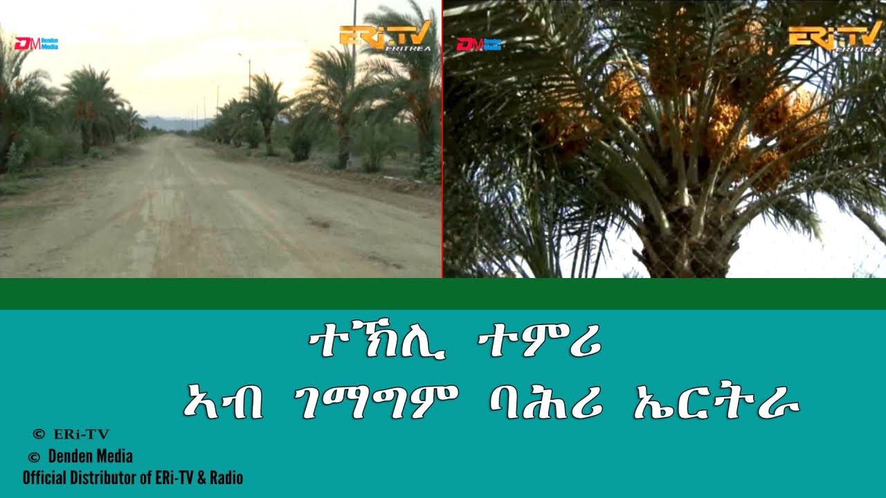 ERi-TV: ተኽሊ ተምሪ ኣብ ገማግም ባሕሪ ኤርትራ | Seashores of Eritrea fertile ground for cultivating date palms