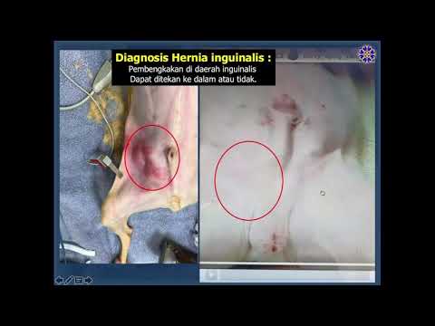 Video: Hernia Umbilik Di Kucing - Hernia Kucing