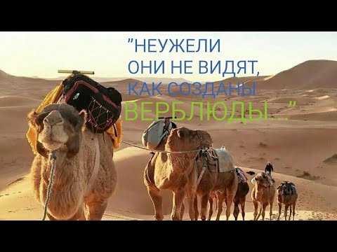 "Корабль пустыни". Верблюд-  знамением, оставленное для людей!