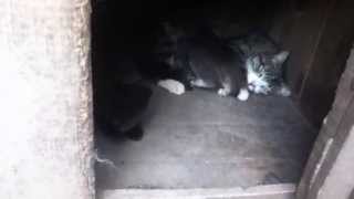 Кошка поселилась с котятами у Бима в будке !