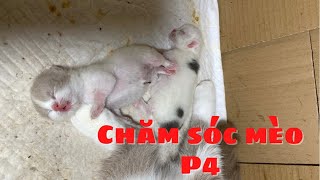 Chăm Sóc Mèo P4 - Mèo Mẹ Ăn Sao Cho Có Nhiều Sữa.