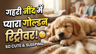 Unique Sparrow - ​Live Golden Retriever Sleeping! 🐶 Nap Time Stream for Stress Relief & Focus