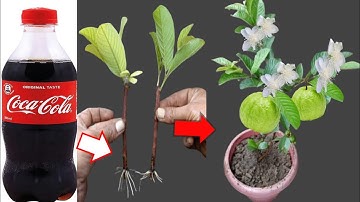 Apply this technique to guava cuttings to grow extremely fast with Coca-Cola
