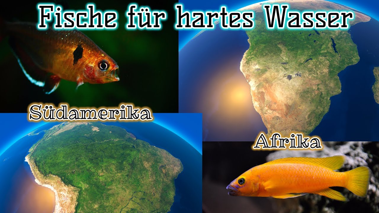 Fische für hartes Aquariumwasser | Südamerika Edition | Afrika Edition - Malawi & Tanganjika