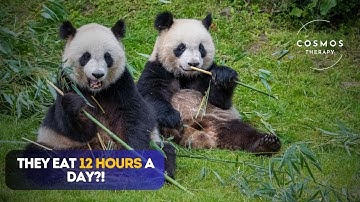 🐼 Mysteries About Pandas | Surprising Facts You Didn’t Know!"