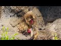 アトマルさん🐒わちゃわちゃ友達と遊ぶパンチ君🐵Punchmonkey