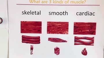CC Cycle 3 week 3 Science Muscle
