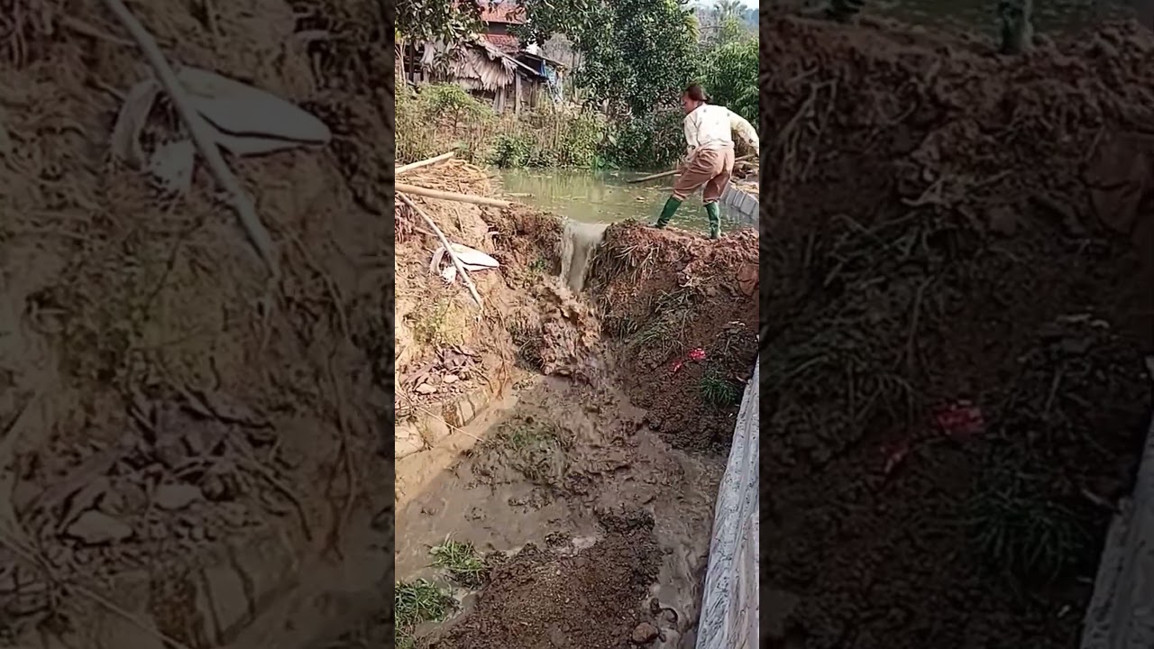 Digging out the silt and draining the water into ditches