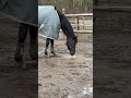 3. Oktober 2025, Trakehnerstute Amy