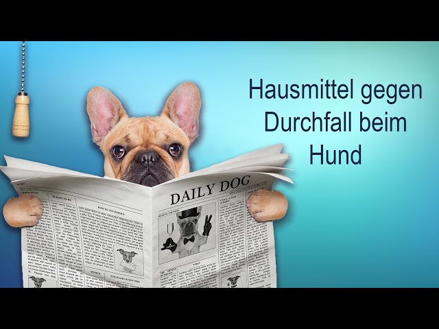 Beste Durchfalltabletten für Hunde: Schnelle Hilfe bei Durchfall 3 sddefault