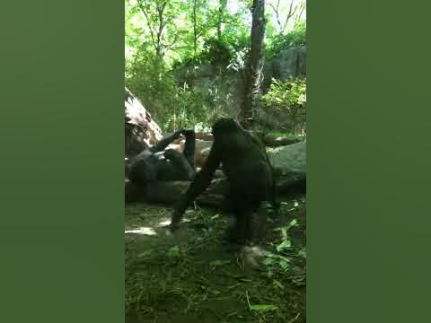 Hilarious Monkeys in Bronx Zoo - YouTube