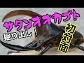 【クワガタ カブトムシ生活】 サタンオオカブト 掘り出し動画 カブトムシ飼育 【stag beetle】