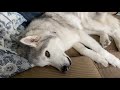 Stubborn Husky received bad news and throws tantrum