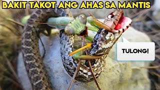 BAKIT TAKOT ang mga AHAS  sa PRAYING MANTIS?