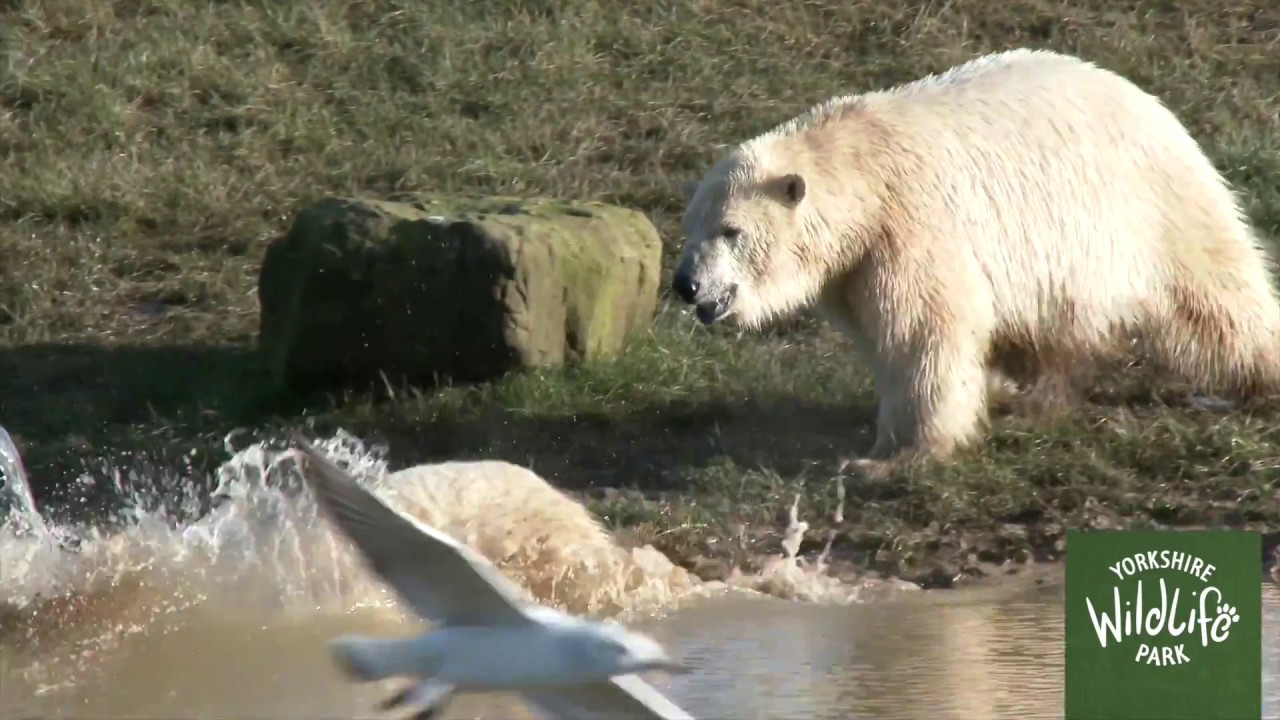 days out in. yorkshire Exciting Yorkshire Wildlife Park Expansion (Teaser)