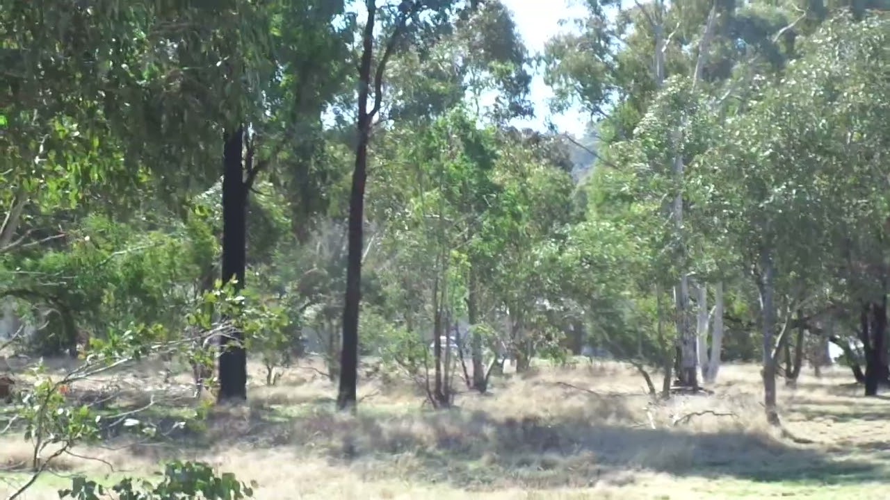 Nature In Canberra - A Mob Of Kangaroos @ Kambah 2024.