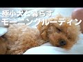 犬と暮らす一人暮らし社会人男のモーニングルーティン【トイプードル】