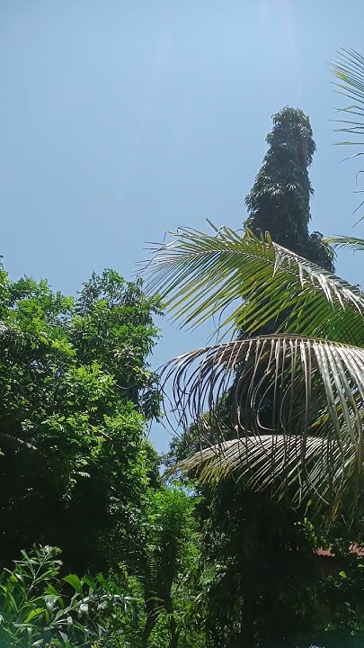 today-is-sunny-day-godbless-everyone-subscribe-nature