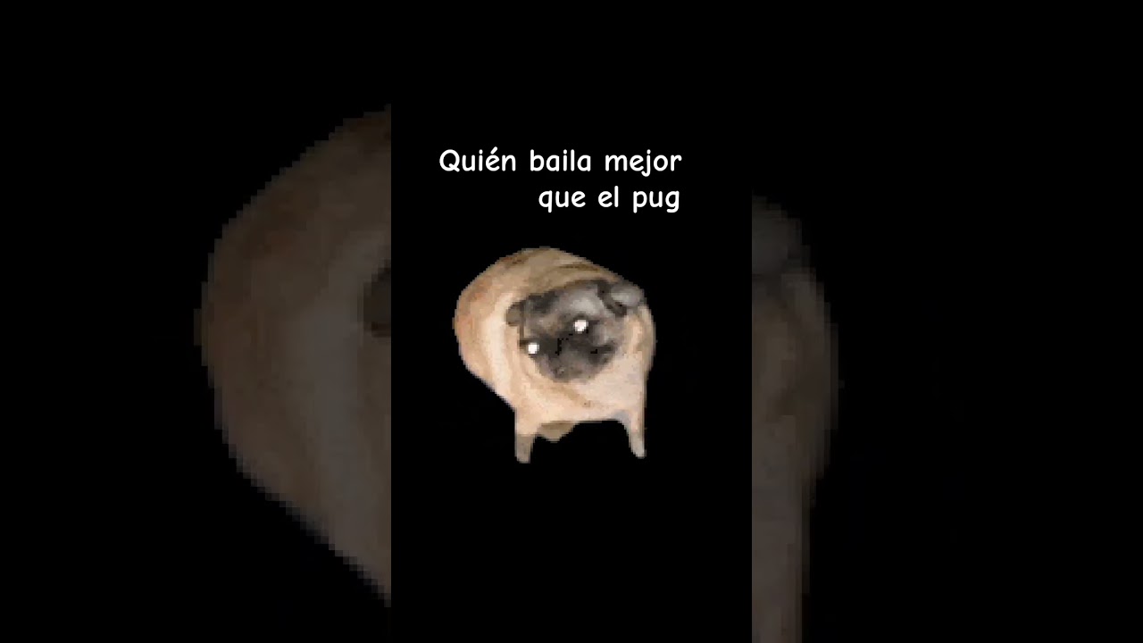 pug - YouTube
