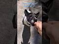 Walking with my dog