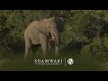 Walking Safari: Elephant Encounter on Foot