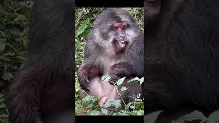 Wild #tibetan #macaque in #sichuan #china ! #primates #monkeys #vampire