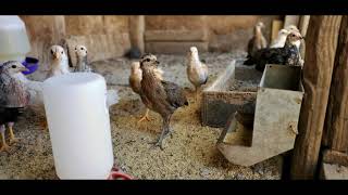 Hatching Gamefowl eggs From Ebay 2020