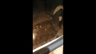Bear Eating Cat Food Leftovers and Getting Into Bird Feeder as Guy Tries to Talk to It While Cat Run