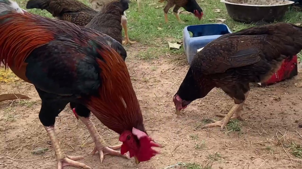 គ្រួសារមាន់ 🐓🐓