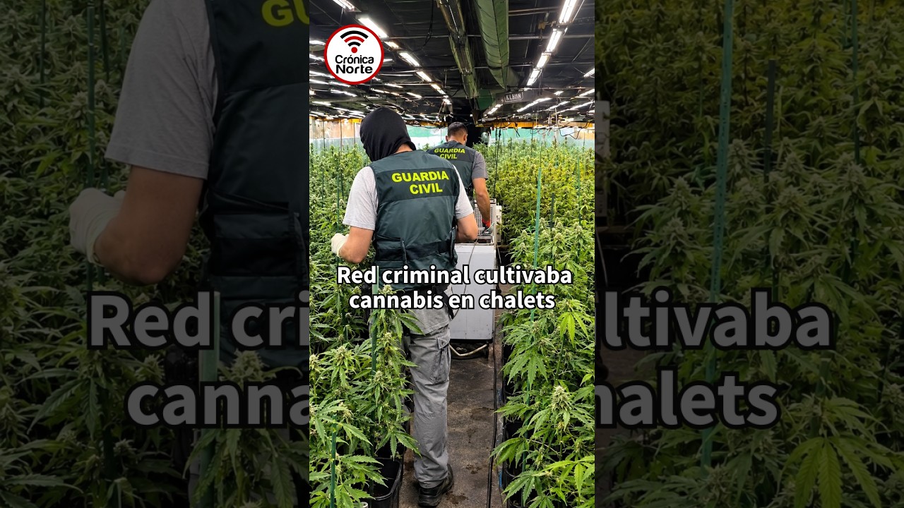 🔴 Red criminal que cultivaba cannabis en chalets ha sido desarticulada.