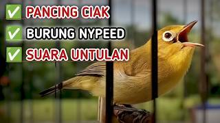 CIAK CIAK RIBUT KECIAL KUNING PANCING BIRAHI ‼️MASTERAN KECIAL KUNING BETINA ANTI GAGAL BIKIN GACOR