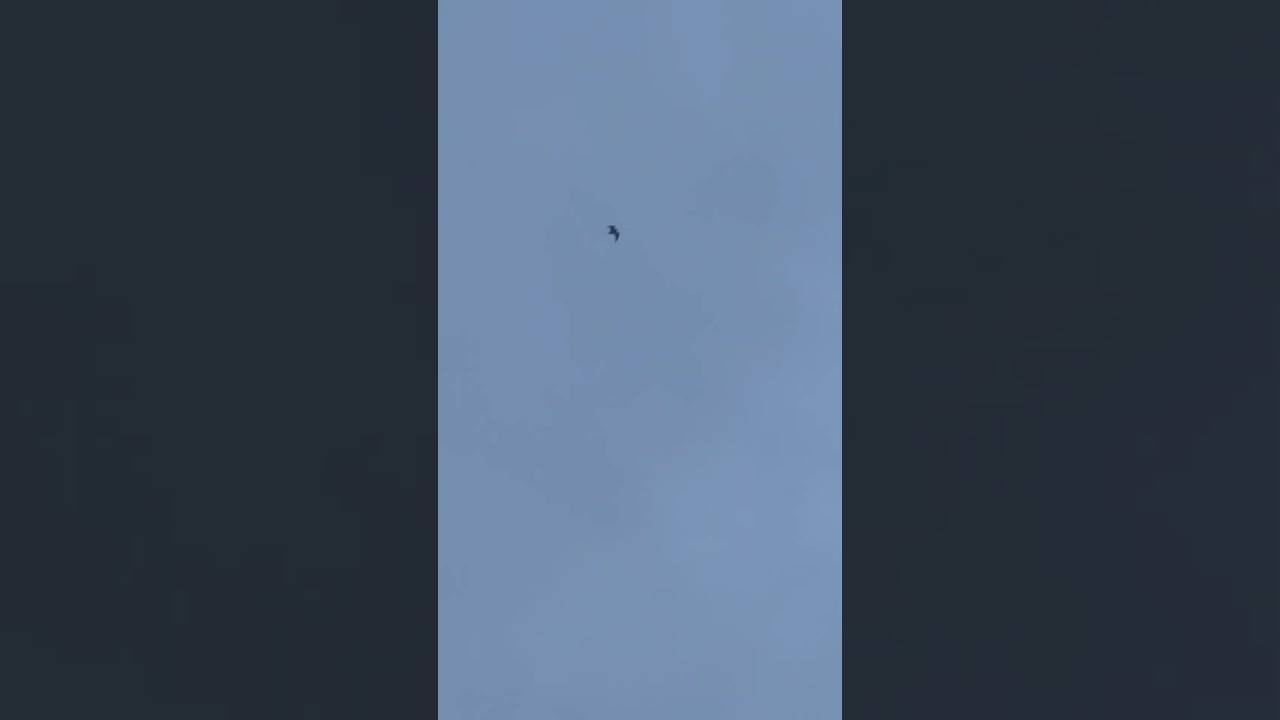 Roosting Black Headed Gull And Storm Darragh 