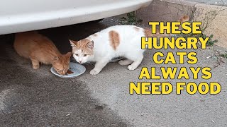 These hungry cats always need food