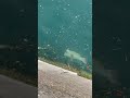 足元に現れた巨大モンスター 釣り公園 #Shorts This is a large Japanese fish.