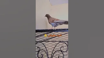 جعفر رقم كام Shortvideo Shorts 