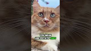 Do not eat anything fatty