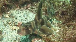 Baby Japanese Bullhead Shark