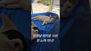 암컷 고양이의 무서운 눈빛