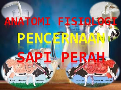 Video: Apakah itu abomasum tersesar?