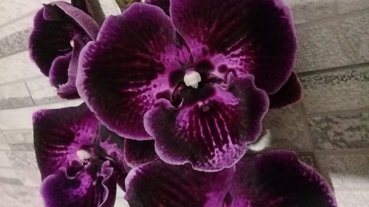 фаленопсис абба. фаленопсис benny биг лип. фаленопсис spot queen. фаленопсис абба. фаленопсис бенни.