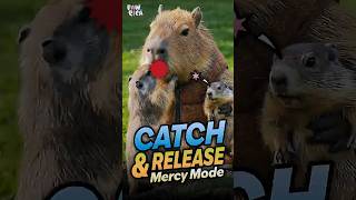 The Moment the Capybara Decides. Capy TunTun Caught Them… Then Let Them Go. #capybara #animals