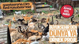 Büyükşehirden Dünyaya Model Proje Kedi Kasabası