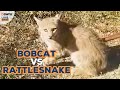 Bobcat and rattlesnake face off! | LOVE THIS!