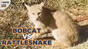 Bobcat and rattlesnake face off! | LOVE THIS!