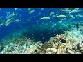 Amilla Fushi Maldives Housereef Snorkeling June 2018