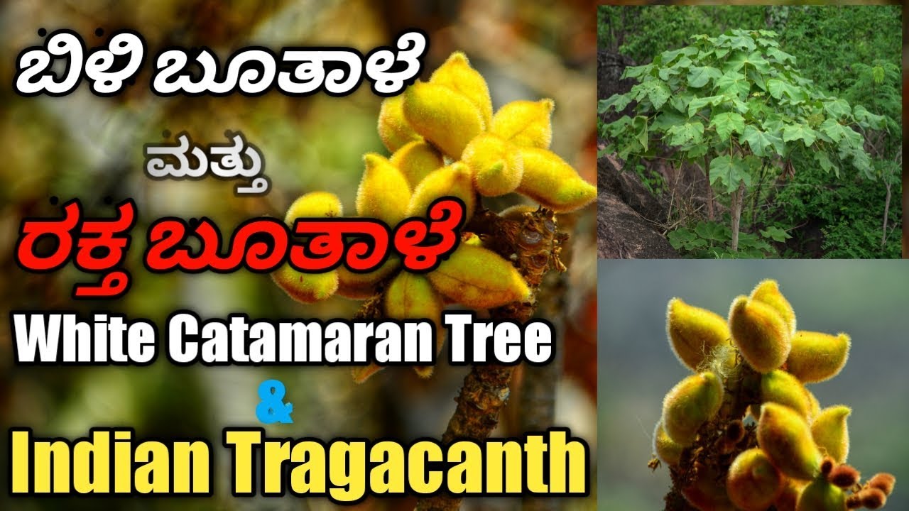 ರಕ್ತ ಭೂತಾಳೆ & ಬಿಳಿ ಭೂತಾಳೆ, White catamaran tree & Indian tragacanth tree